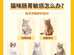 猫咪简单技能加点攻略（让你的猫咪更聪明、更有趣）