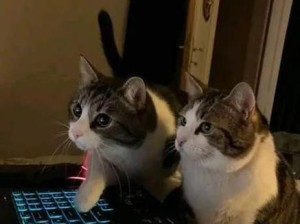 虚空猫咪出装攻略（打造无敌猫王的必备装备和技巧，让你的虚空猫咪无人可挡！）